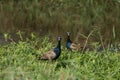 Bronze-winged Jacana bird walking in the nature