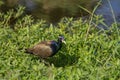 Bronze-winged Jacana bird walking in the nature