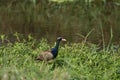 Bronze-winged Jacana bird walking in the nature