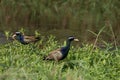 Bronze-winged Jacana bird walking in the nature