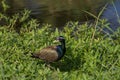 Bronze-winged Jacana bird walking in the nature