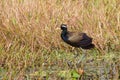 Bronze-winged Jacana bird