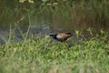Bronze-winged Jacana bird walking in the nature