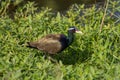 Bronze-winged Jacana bird walking in the nature