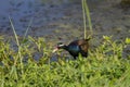 Bronze-winged Jacana bird walking in the nature