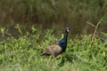 Bronze-winged Jacana bird walking in the nature