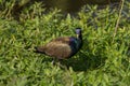 Bronze-winged Jacana bird walking in the nature