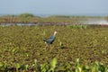 Bronze-winged Jacana bird walking in the swamp