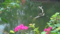 Bronze-winged Jacana Birds family, Metopidius indicus, and Phalacrocoracidae , aquatic bird commonly known as cormorant