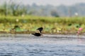 Bronze winged jacana in flight.bronze-winged jacana