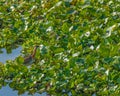 A Bronze winged Jacana Royalty Free Stock Photo