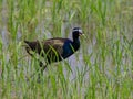 Bronze-winged Jacana : Metopedius indicus. Latham