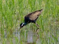 Bronze-winged Jacana : Metopedius indicus. Latham