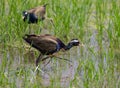 Bronze-winged Jacana : Metopedius indicus. Latham