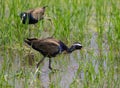 Bronze-winged Jacana : Metopedius indicus. Latham