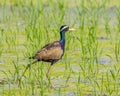 Bronze-winged Jacana : Metopedius indicus. Latham