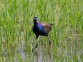 Bronze-winged Jacana : Metopedius indicus. Latham