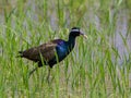 Bronze-winged Jacana : Metopedius indicus. Latham