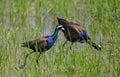 Bronze-winged Jacana : Metopedius indicus. Latham