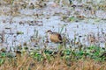 Bronze-winged Jacana Metopidius indicus Royalty Free Stock Photo