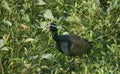 A bronze-winged jacana (Metopidius indicus) Royalty Free Stock Photo