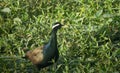 A bronze-winged jacana (Metopidius indicus) Royalty Free Stock Photo