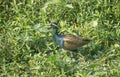 A bronze-winged jacana (Metopidius indicus Royalty Free Stock Photo