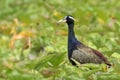 Bronze-winged jacana Metopidius indicus