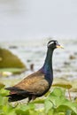 Bronze-winged jacana Metopidius indicus