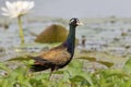 Bronze-winged jacana Metopidius indicus