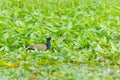 Bronze-winged Jacana