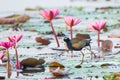 Bronze-winged Jacana