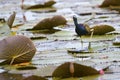 Bronze-winged Jacana,Metopidius indicus Latham 1790.Jacanidae