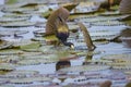 Bronze-winged Jacana,Metopidius indicus Latham 1790.Jacanidae