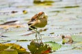 Bronze-winged Jacana,Metopidius indicus Latham 1790.Jacanidae