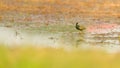 Bronze-winged Jacana (Metopidius indicus) standing on the mud in rice paddy field.