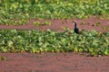 bronze winged jacana (metopidius indicus) in a swampland at purbasthali bird sanctuary