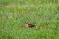 Bronze winged jacana or Metopidius indicus at wetland of keoladeo national park or bharatpur bird sanctuary india