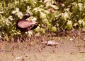 Bronze Winged Jacana in swamp.