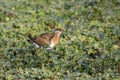 bronze-winged jacana juvenile