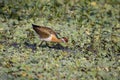 bronze-winged jacana juvenile