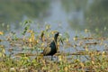 Bronze Winged Jacana at the Wetland