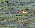 Bronze-winged jacana young