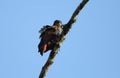 Bronze-winged parrot in Equador