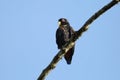 Bronze-winged parrot in Equador