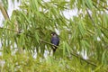 Bronze-winged Parrot 843588