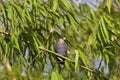 Bronze-winged Parrot 843592