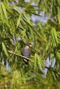 Bronze-winged Parrot 843598