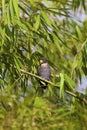 Bronze-winged Parrot 843595