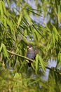 Bronze-winged Parrot 843600